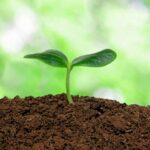 Guest post: The miracle of life – Our soils