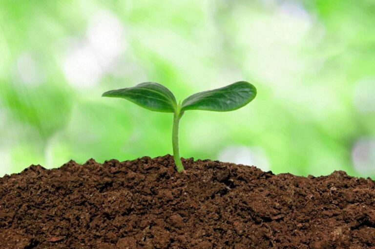 Read more about the article Guest post: The miracle of life – Our soils