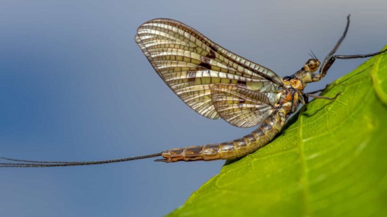 Read more about the article Mayflies