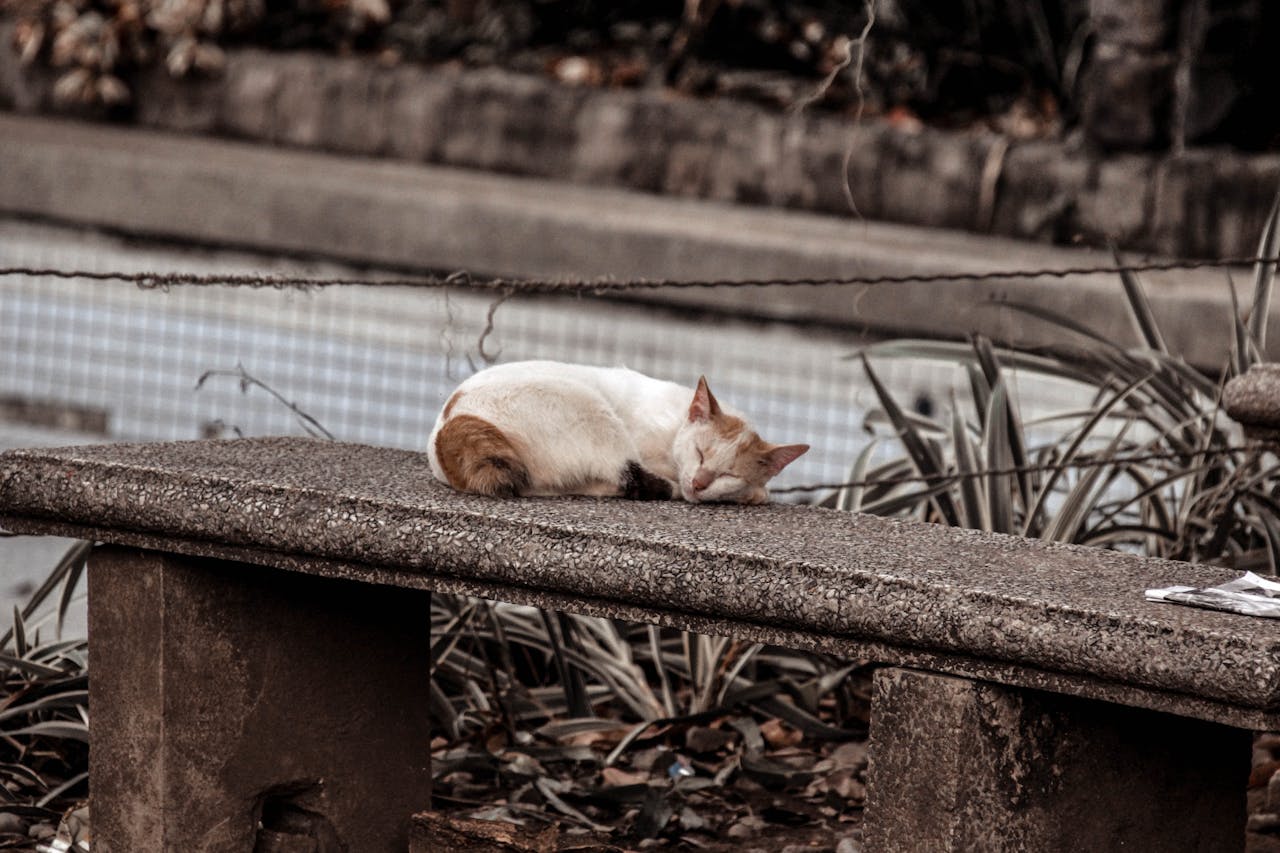 homeless cat