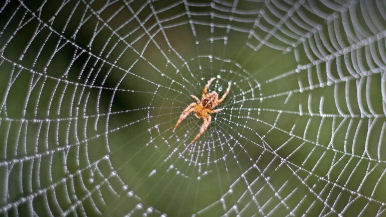 Read more about the article Arachnid