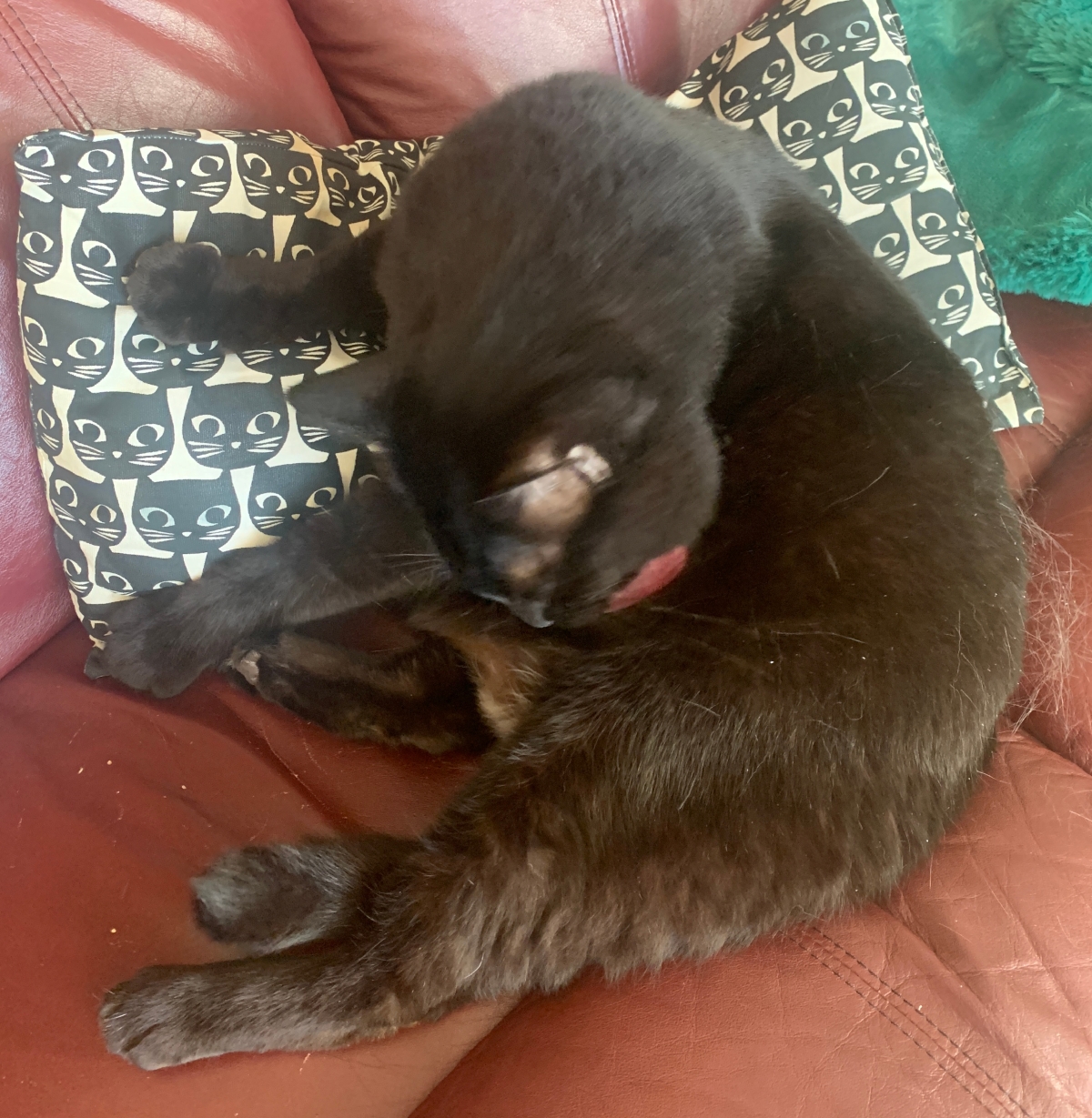 Simple: a big black cat cleaning himself while leaning on a pillow with depictions of black cats