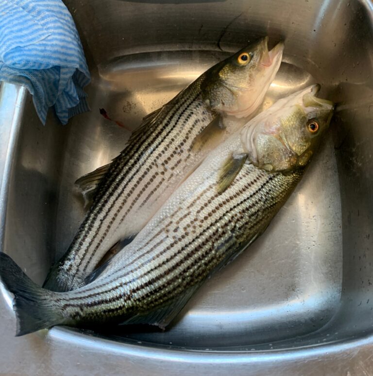 Two striped bass in a sink