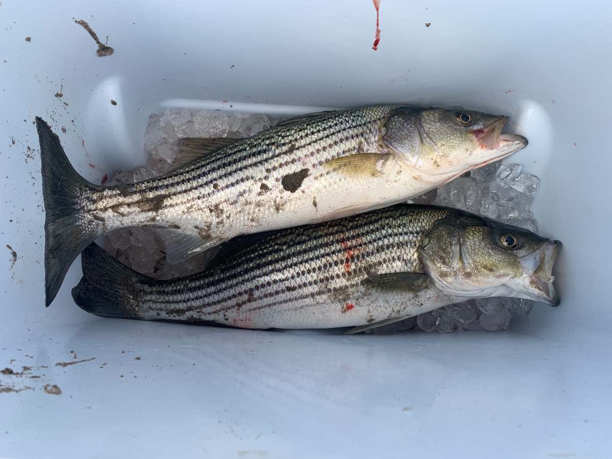 fishing: two caught striped bass, each just over 50 cm long, on ice in the bottom of a cooler