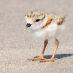 Protected: Plovers