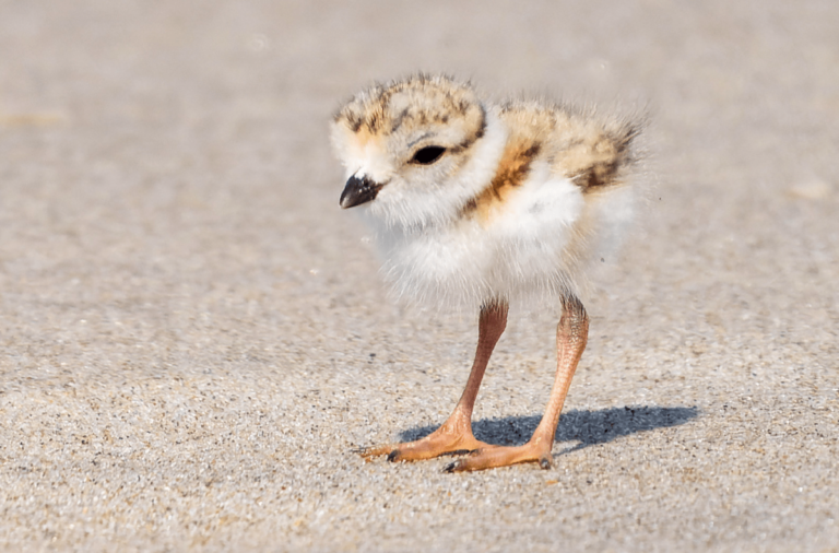 Read more about the article Protected: Plovers