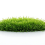 Protected: A patch of green